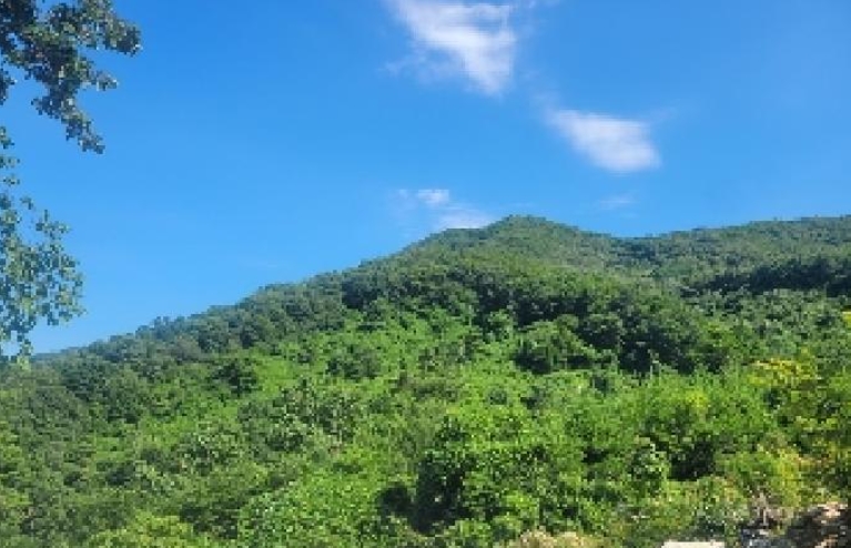 충청남도 공주시 반포면 봉곡리 산56-29 외 14필지 임야 경매 사진 7