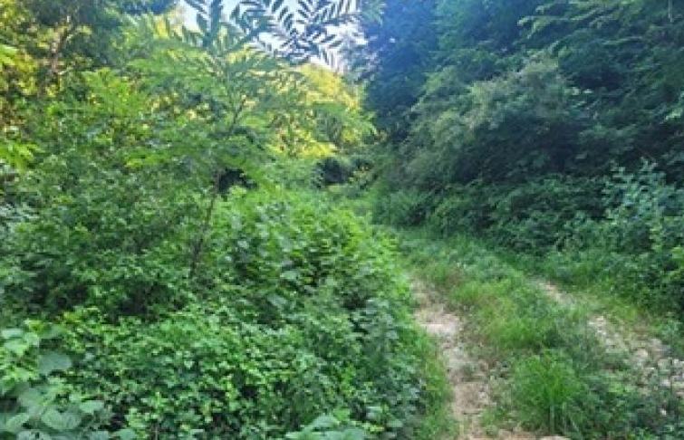 충청남도 공주시 반포면 봉곡리 산56-29 외 14필지 임야 경매 사진 10