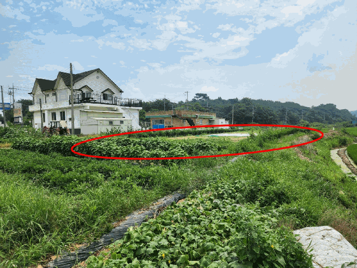 충청남도 당진시 석문면 교로리 839 외 2필지 답 경매 사진 23