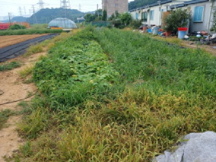 충청남도 당진시 석문면 교로리 839 외 2필지 답 경매 사진 5