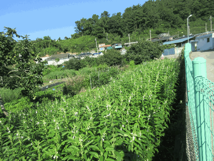 전라남도 보성군 벌교읍 칠동리 874-36 외 1필지 답 경매 사진 13