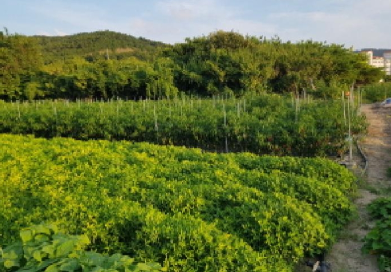 전북특별자치도 부안군 변산면 격포리 271-25 외 20필지 전 경매 사진 17