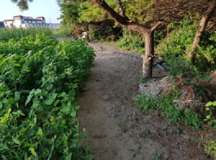 전북특별자치도 부안군 변산면 격포리 271-25 외 20필지 전 경매 사진 26