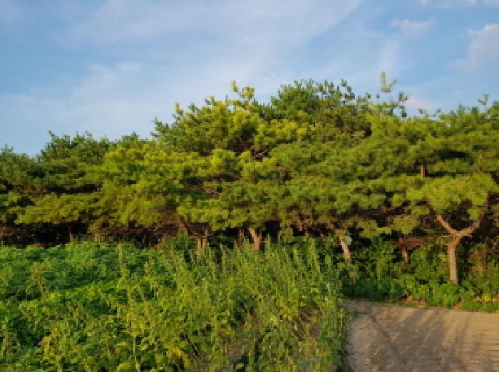 전북특별자치도 부안군 변산면 격포리 271-25 외 20필지 전 경매 사진 27