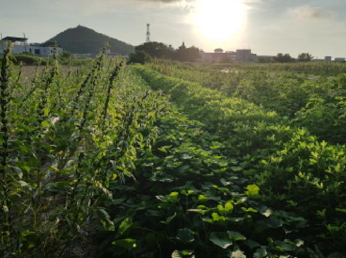 전북특별자치도 부안군 변산면 격포리 271-25 외 20필지 전 경매 사진 30