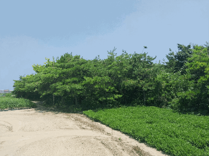 전북특별자치도 부안군 변산면 격포리 271-25 외 20필지 전 경매 사진 42