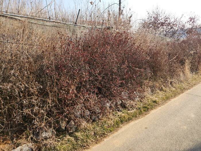 충청남도 당진시 송악읍 중흥리 492-8 외 5필지 대지 경매 사진 38