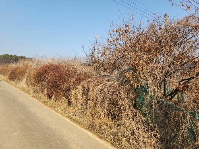 충청남도 당진시 송악읍 중흥리 492-8 외 5필지 대지 경매 사진 41