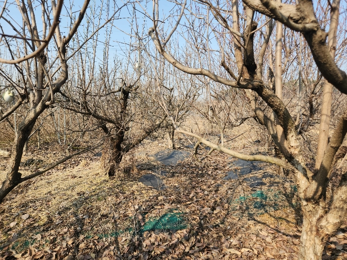 충청남도 당진시 송악읍 중흥리 492-8 외 5필지 대지 경매 사진 42