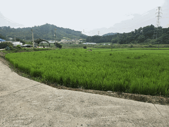 충청북도 청주시 서원구 남이면 팔봉리 201-12 답 경매 사진 11
