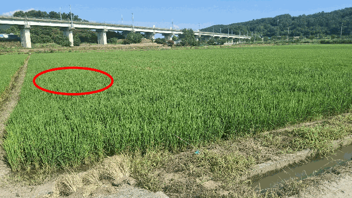 충청남도 서천군 종천면 석촌리 473-7 답 경매 사진 14