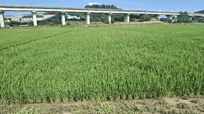 충청남도 서천군 종천면 석촌리 473-7 답 경매 사진 16