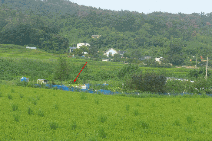 경상북도 경주시 양남면 상계리 235 답 경매 사진 8