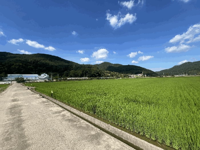 경상남도 함안군 대산면 옥렬리 1009-3 답 경매 사진 16