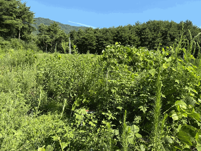 전라남도 보성군 벌교읍 마동리 1086 답 경매 사진 29