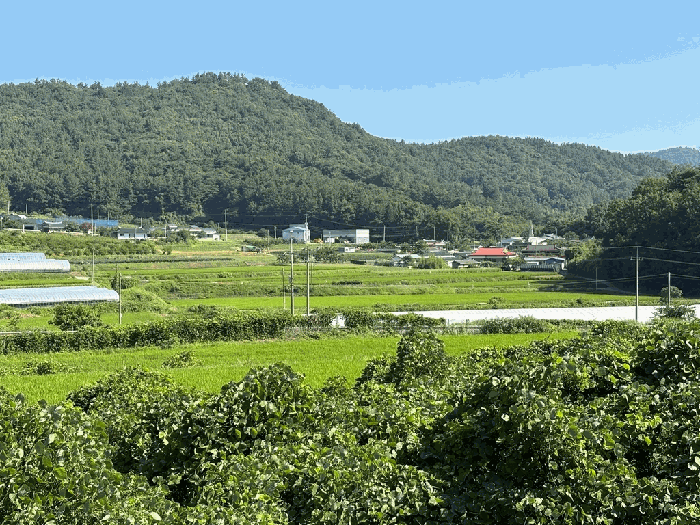 전라남도 보성군 벌교읍 마동리 1086 답 경매 사진 32