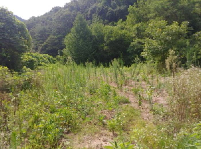 충청남도 금산군 남이면 성곡리 268 외 2필지 답 경매 사진 11