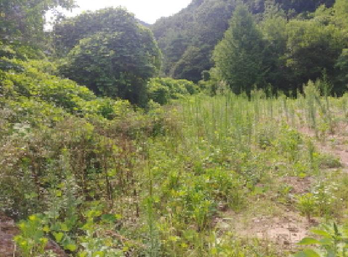 충청남도 금산군 남이면 성곡리 268 외 2필지 답 경매 사진 10