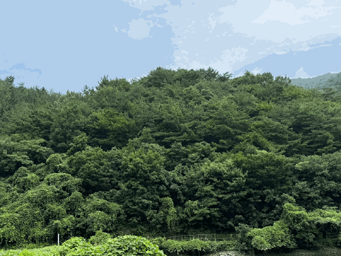 경상남도 진주시 이반성면 길성리 산8 외 1필지 임야 경매 사진 6
