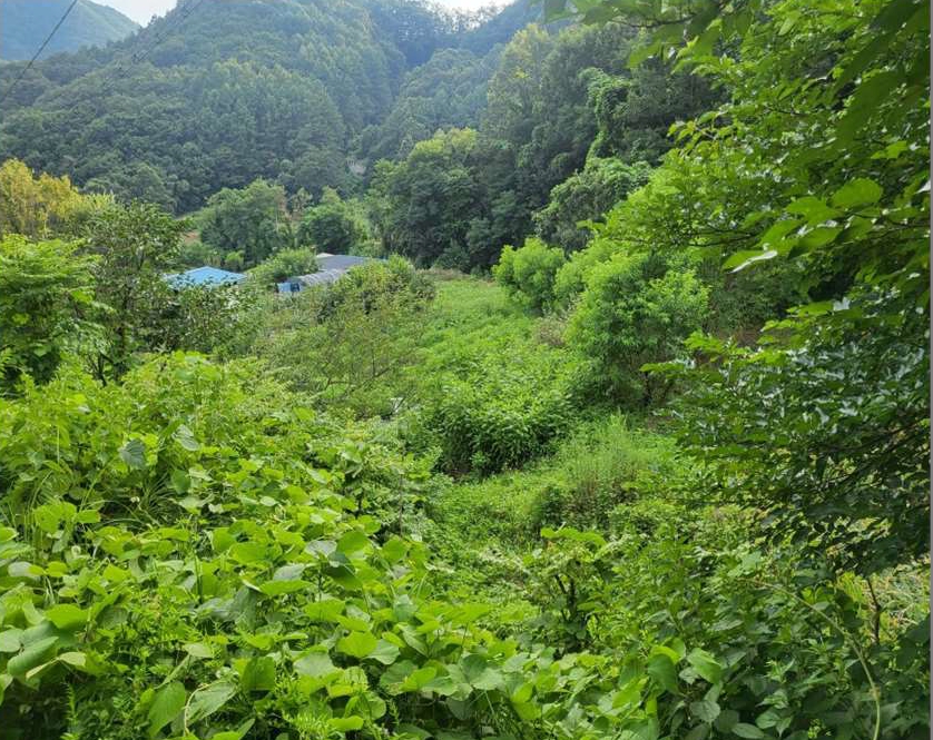 충청북도 충주시 대소원면 탄용리 379-1 전 경매 사진 4