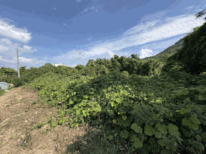 충청북도 영동군 양산면 수두리 611-1 외 2필지 전 경매 사진 5