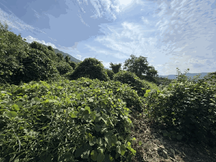 충청북도 영동군 양산면 수두리 611-1 외 2필지 전 경매 사진 6