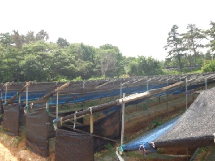 충청남도 태안군 소원면 시목리 962-3 외 4필지 전 경매 사진 2
