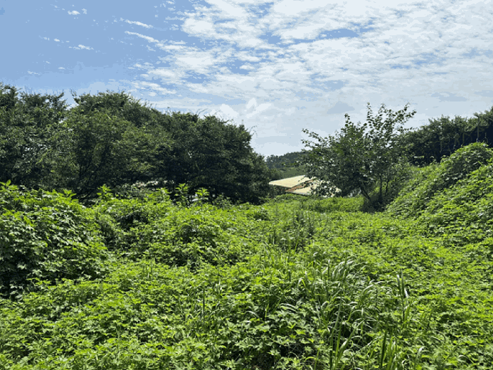 충청남도 태안군 소원면 시목리 962-3 외 4필지 전 경매 사진 34