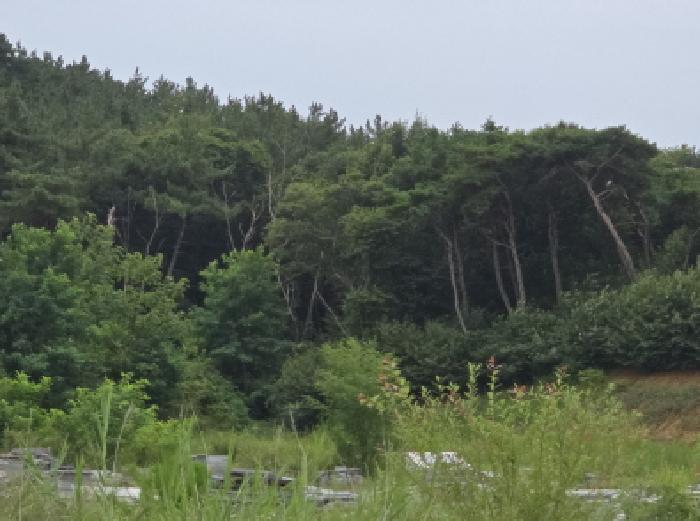 경상북도 영천시 금호읍 삼호리 29 외 27필지 답 경매 사진 18