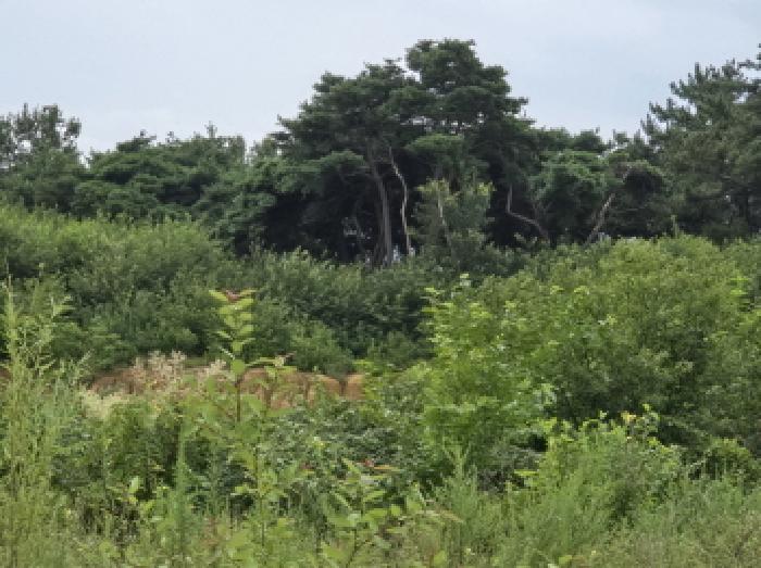 경상북도 영천시 금호읍 삼호리 29 외 27필지 답 경매 사진 20