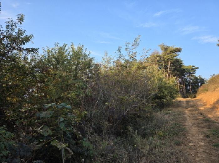 경상북도 청도군 매전면 구촌리 산7 외 5필지 임야 경매 사진 8