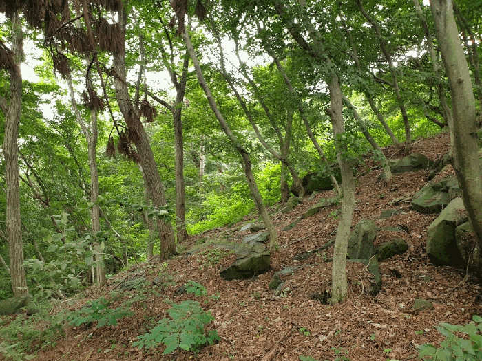 인천광역시 옹진군 영흥면 내리 1311-2 외 27필지 임야 경매 사진 24