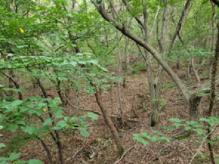 인천광역시 옹진군 영흥면 내리 1311-2 외 27필지 임야 경매 사진 10