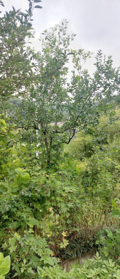 충청남도 홍성군 홍성읍 월산리 720-1 외 2필지 근린생활시설 경매 사진 28