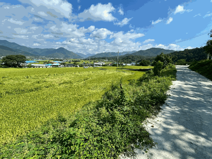 경상북도 포항시 북구 기북면 대곡리 527-2 답 경매 사진 12