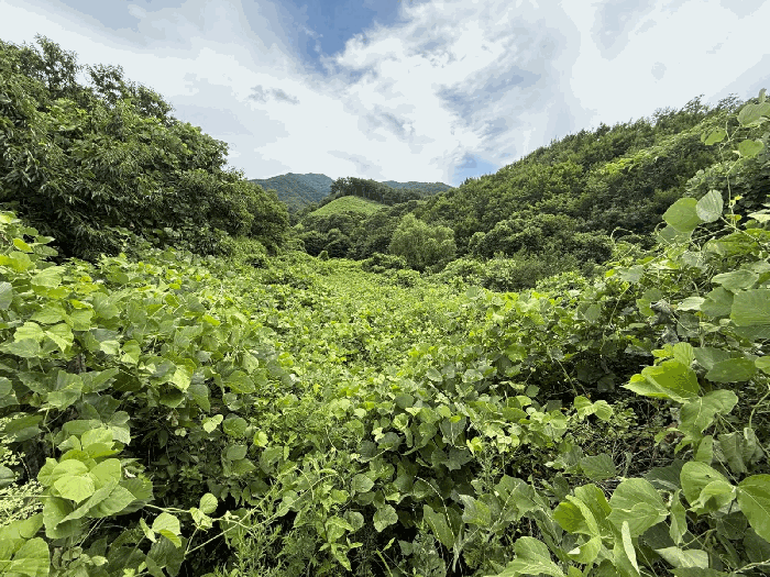 경상남도 하동군 화개면 탑리 150-1 외 2필지 답 경매 사진 2