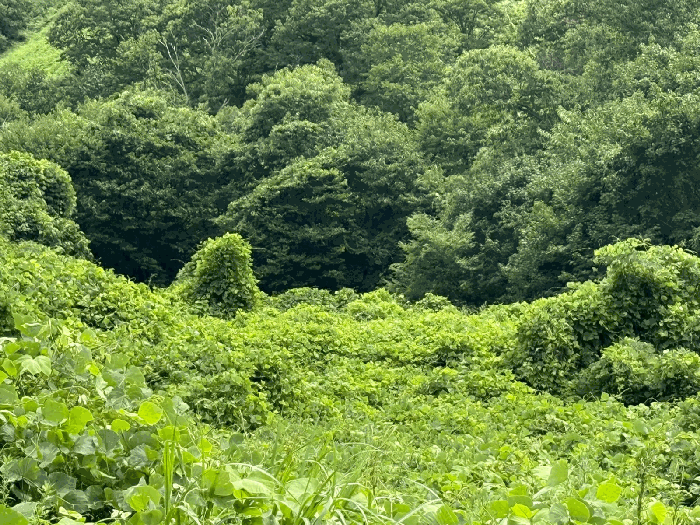 경상남도 하동군 화개면 탑리 150-1 외 2필지 답 경매 사진 3