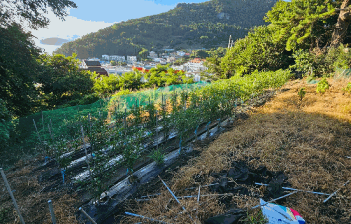 경상남도 통영시 산양읍 영운리 537 전 경매 사진 20