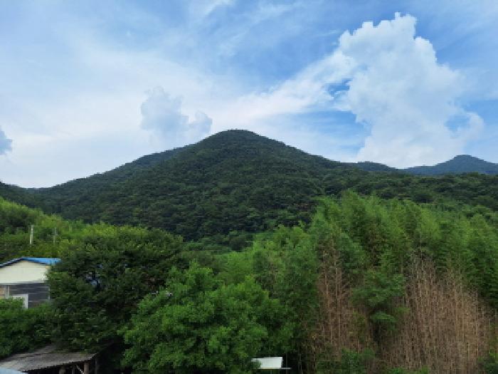 전라남도 순천시 승주읍 도정리 산263 임야 경매 사진 13