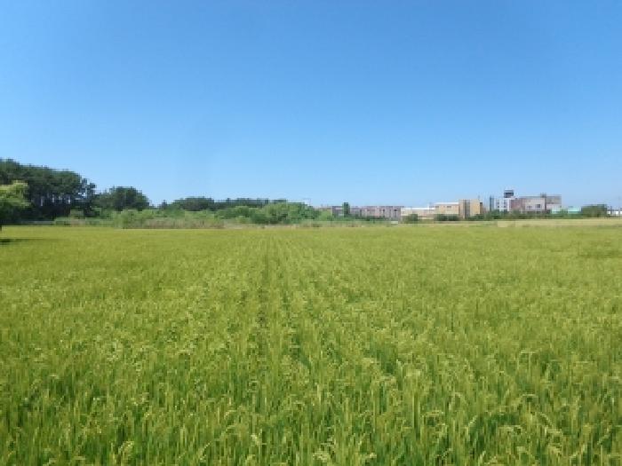 충청남도 태안군 안면읍 창기리 1262-170 전답 경매 사진 1