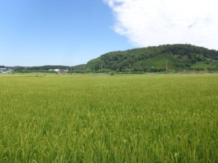 충청남도 태안군 안면읍 창기리 1262-170 전답 경매 사진 4