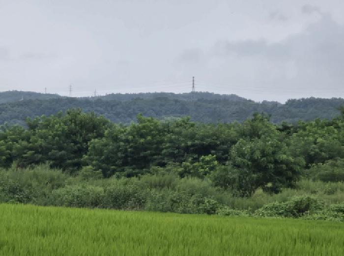 경상북도 영천시 임고면 우항리 510-6 외 6필지 답 경매 사진 5