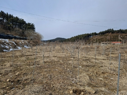 충청남도 서산시 부석면 봉락리 303-1 외 1필지 전 경매 사진 1