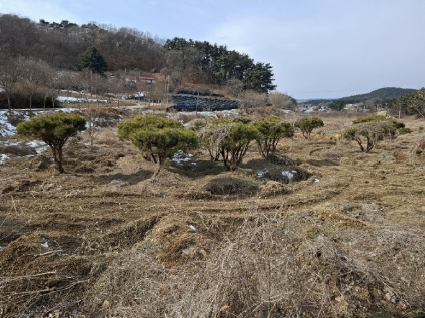 충청남도 서산시 부석면 봉락리 303-1 외 1필지 전 경매 사진 2