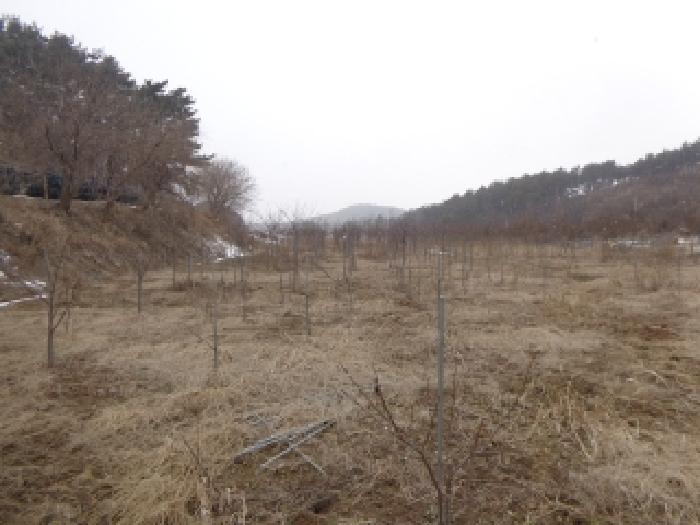 충청남도 서산시 부석면 봉락리 303-1 외 1필지 전 경매 사진 11