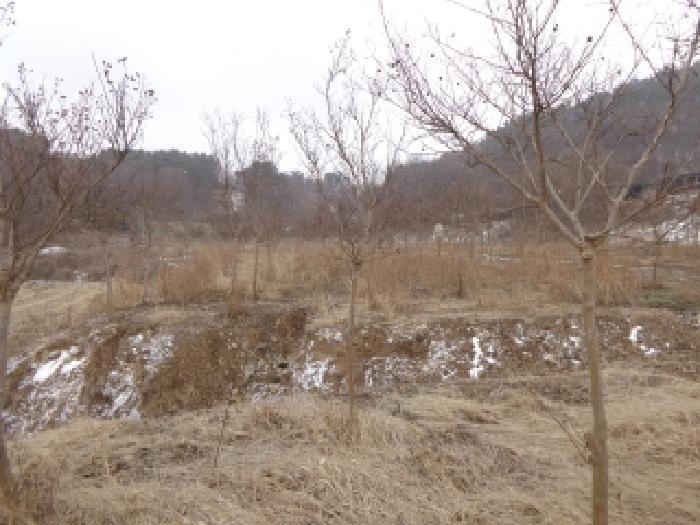 충청남도 서산시 부석면 봉락리 303-1 외 1필지 전 경매 사진 12
