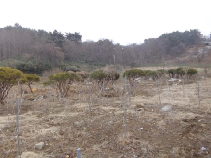 충청남도 서산시 부석면 봉락리 303-1 외 1필지 전 경매 사진 14