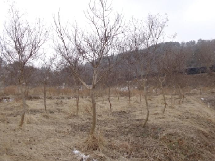 충청남도 서산시 부석면 봉락리 303-1 외 1필지 전 경매 사진 6