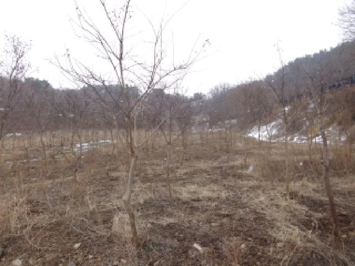 충청남도 서산시 부석면 봉락리 303-1 외 1필지 전 경매 사진 8