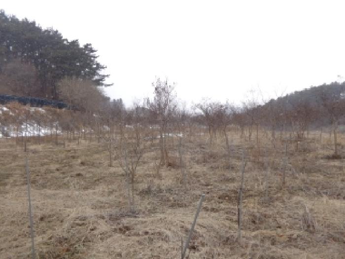 충청남도 서산시 부석면 봉락리 303-1 외 1필지 전 경매 사진 10